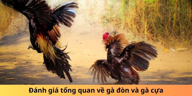 Đánh giá tổng quan về gà đòn và gà cựa