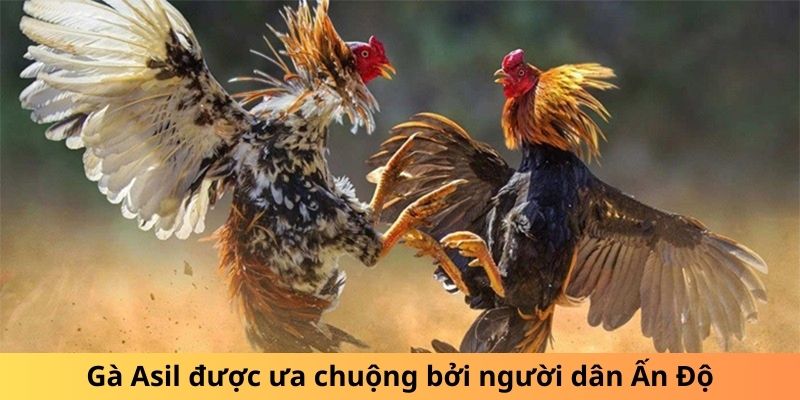 Gà Asil được ưa chuộng bởi người dân Ấn Độ