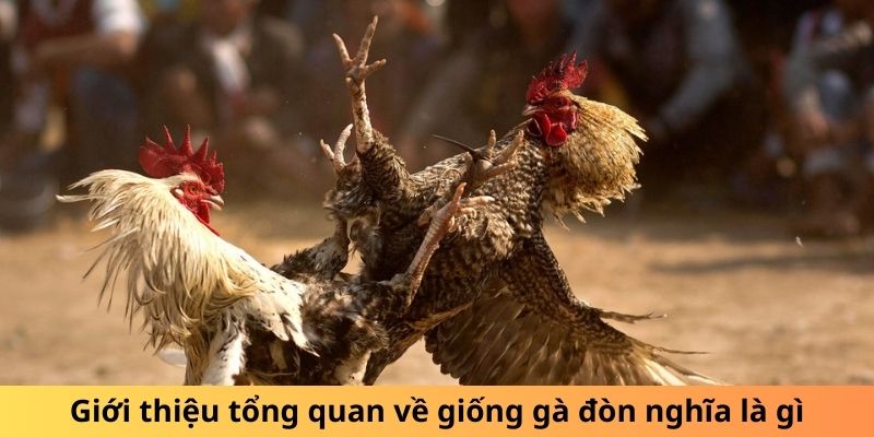 Giới thiệu tổng quan về giống gà đòn