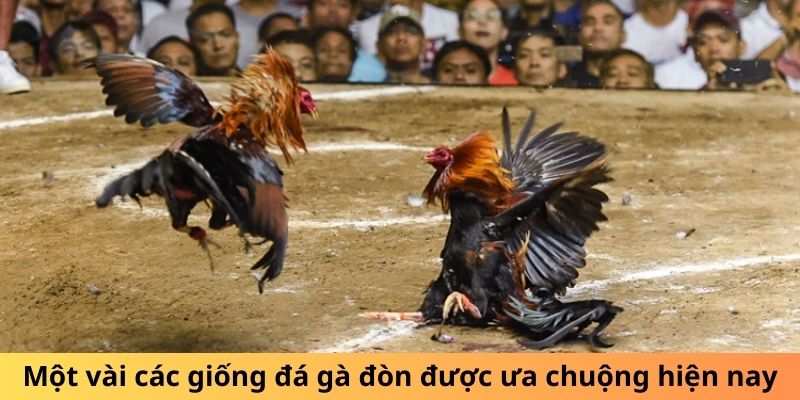 Một vài các giống đá gà đòn được ưa chuộng hiện nay