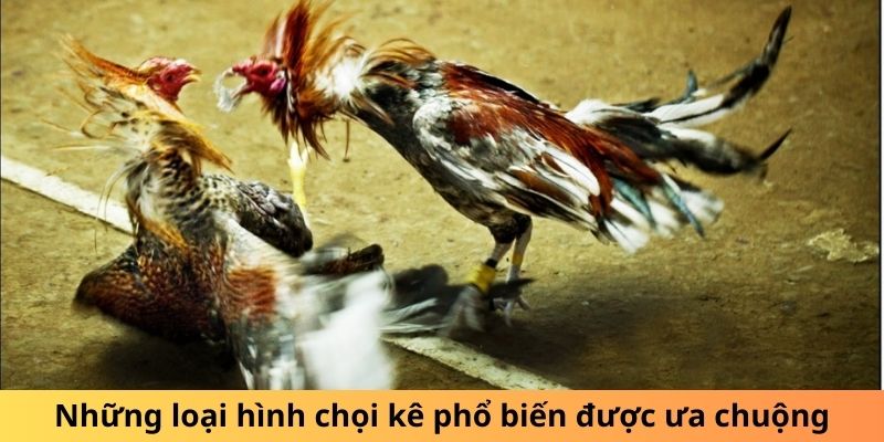 Những loại hình chọi kê phổ biến được ưa chuộng