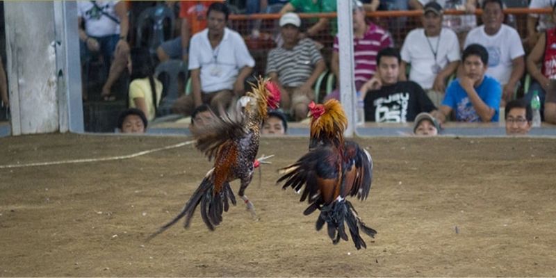 Đá gà Campuchia cựa tròn